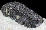 Detailed Austerops Trilobite - Ofaten, Morocco #110640-4